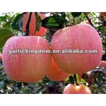 New Crop Grade Ein chinesischer frischer roter Fuji Apfel